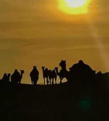 Most Safe & Rated Resort In Near Sam Sand Dunes.